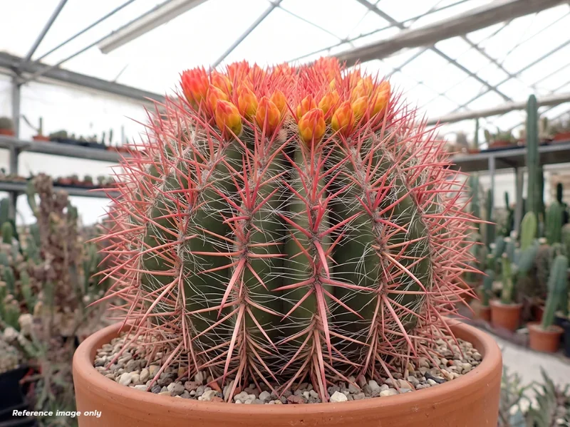 เมล็ด Ferocactus stainesii v. pilosus