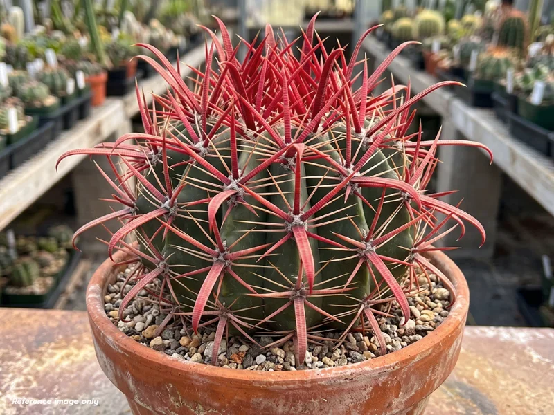 เมล็ด Ferocactus coloratus
