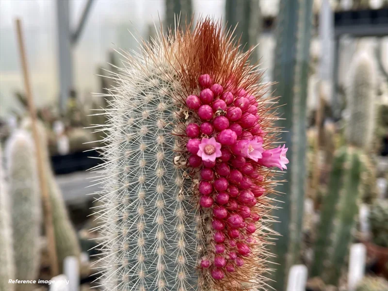 เมล็ด Micranthocereus streckeri HU&nbsp;908