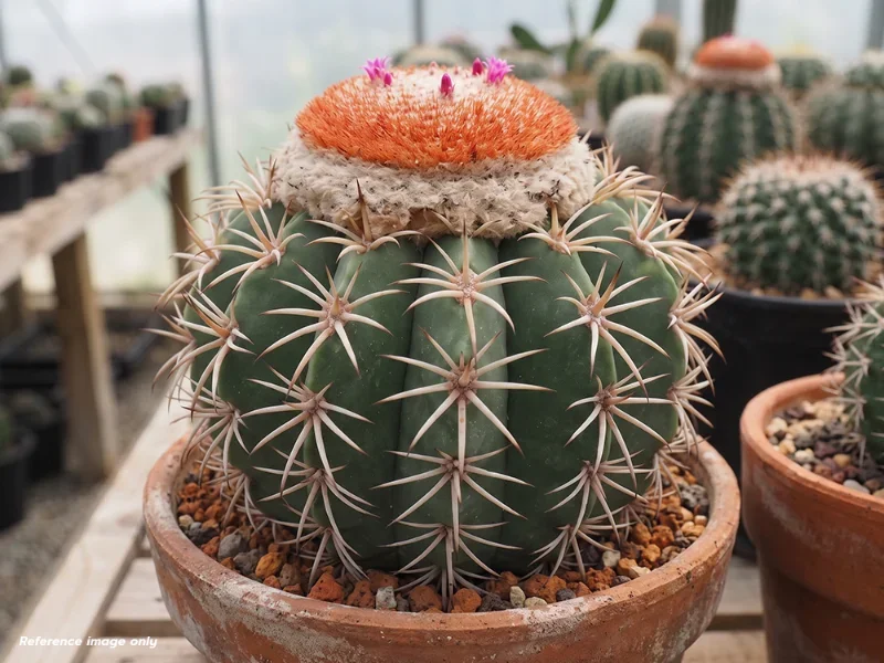 เมล็ด Melocactus zehntneri HU&nbsp;161