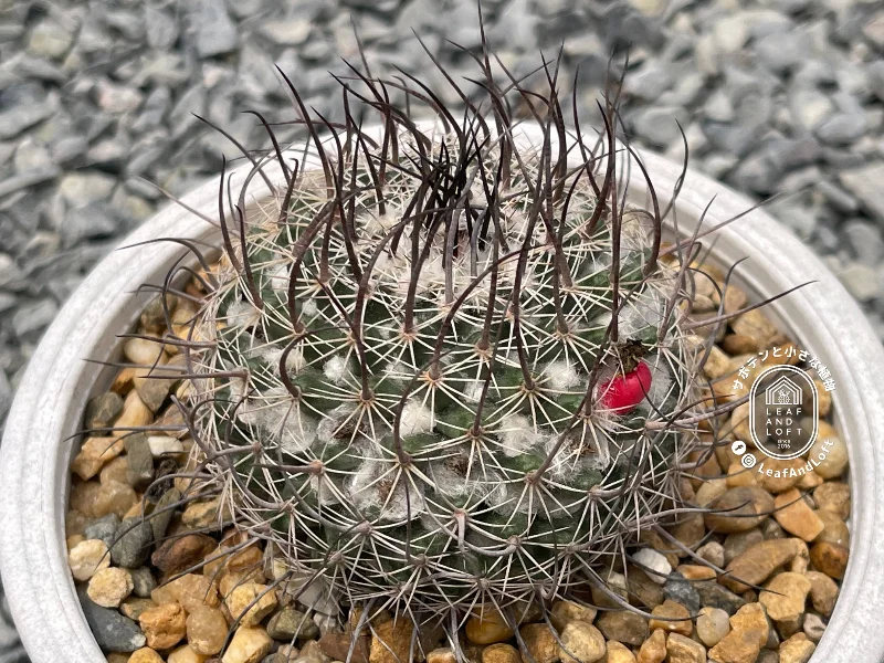 เมล็ด Mammillaria johnstonii v. sancarlensis