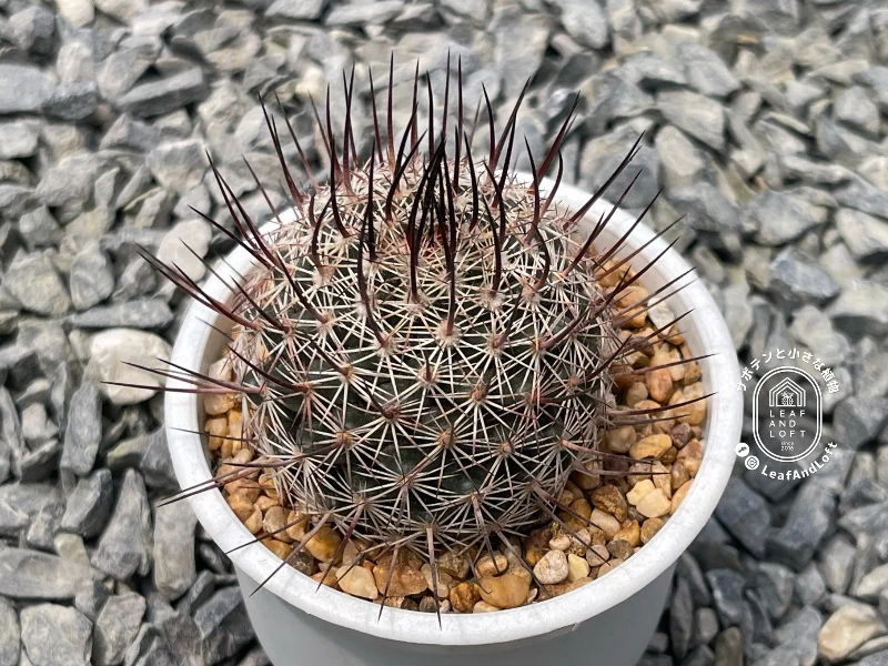 เมล็ด Mammillaria johnstonii
