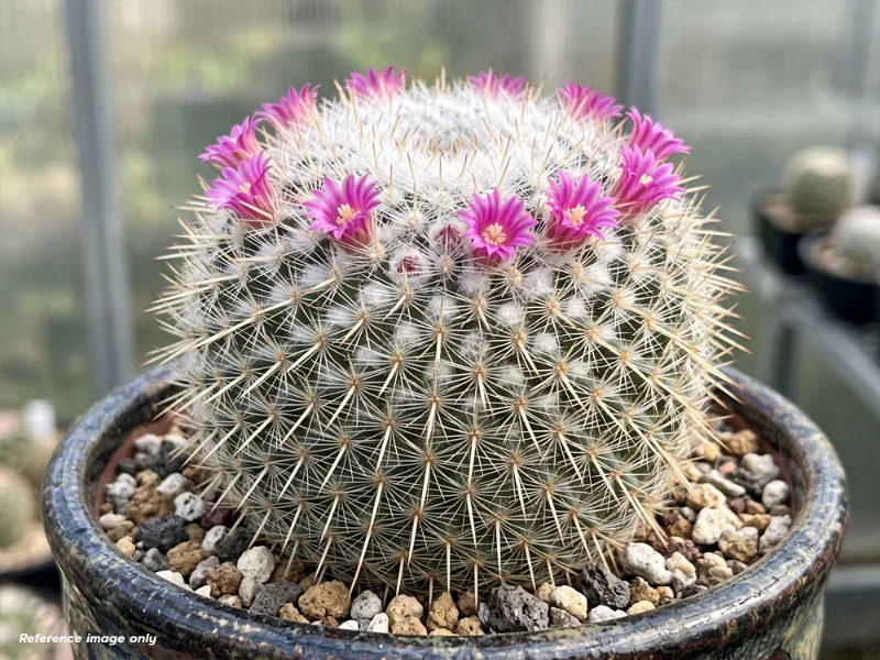 เมล็ด Mammillaria cadereytensis