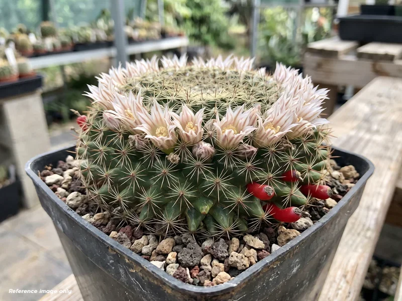 เมล็ด Mammillaria heyderi