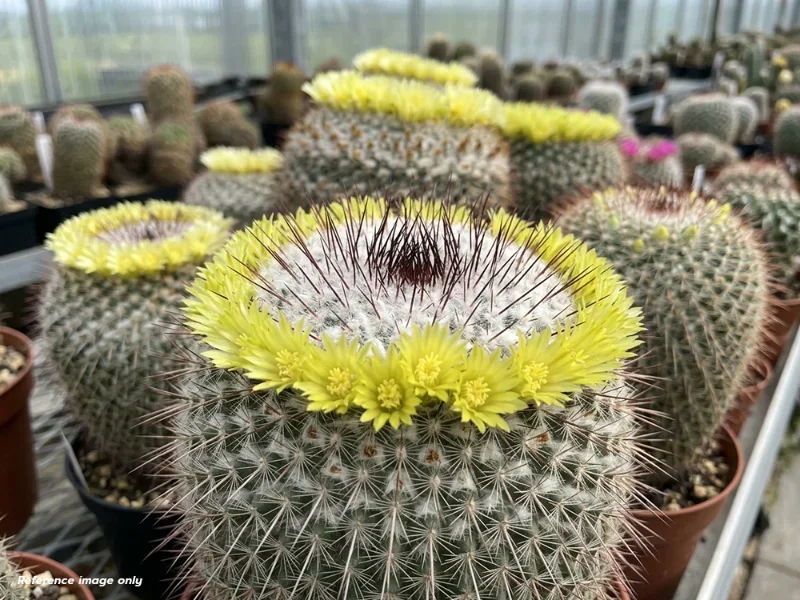 เมล็ด Mammillaria lindsayi