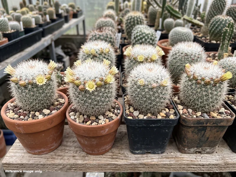 เมล็ด Mammillaria evermanniana