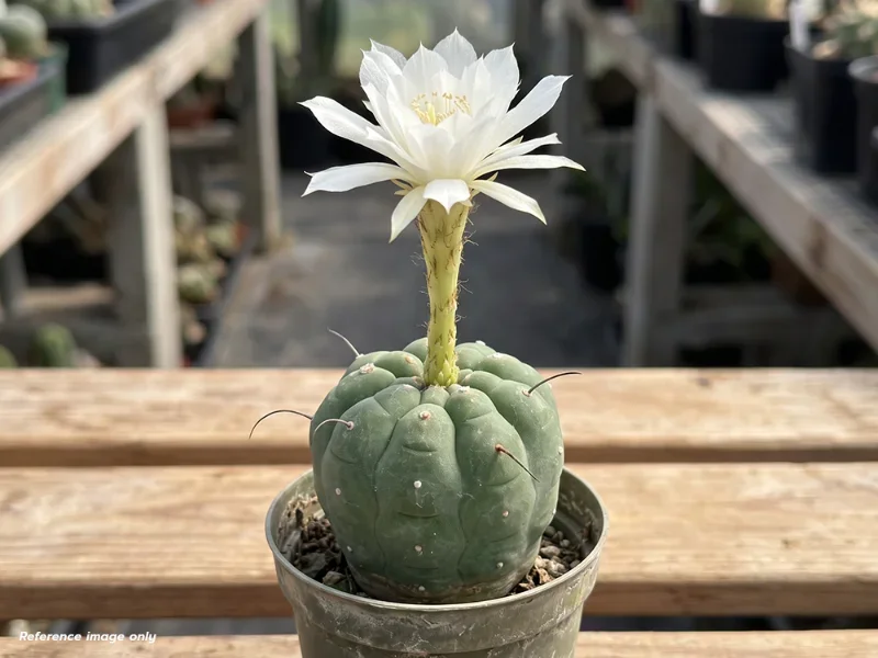 เมล็ด Matucana madisoniorum v. albiflorum