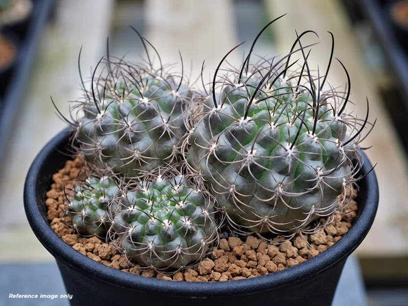 เมล็ด Neochilenia aspillagae