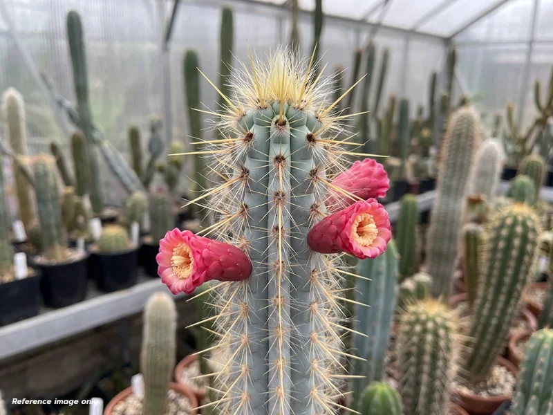 เมล็ด Pilosocereus pentaedrophorus HU&nbsp;121