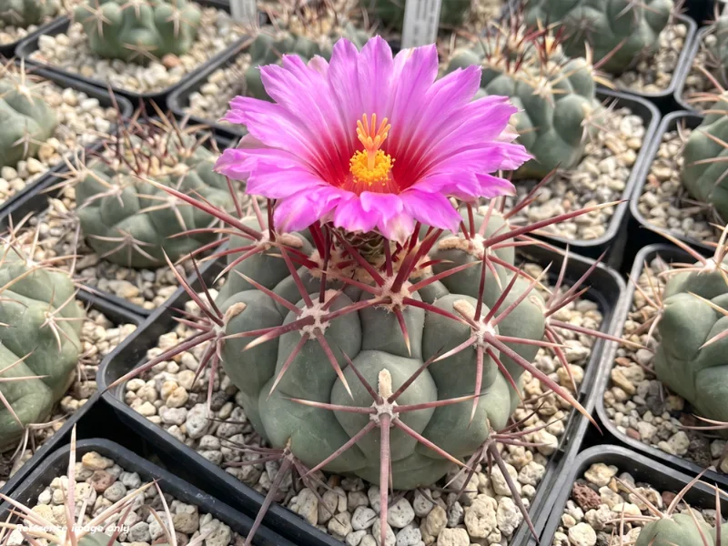 เมล็ด Thelocactus heterochromus v. longispinus