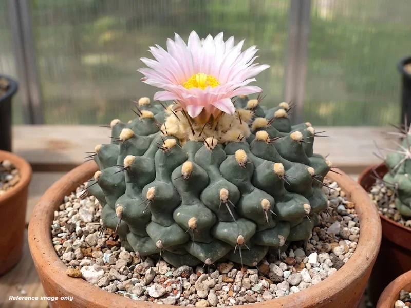 เมล็ด Thelocactus phymatothelos