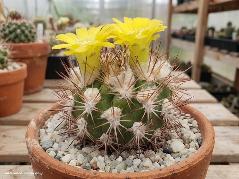 เมล็ด Weingartia pilcomayensis