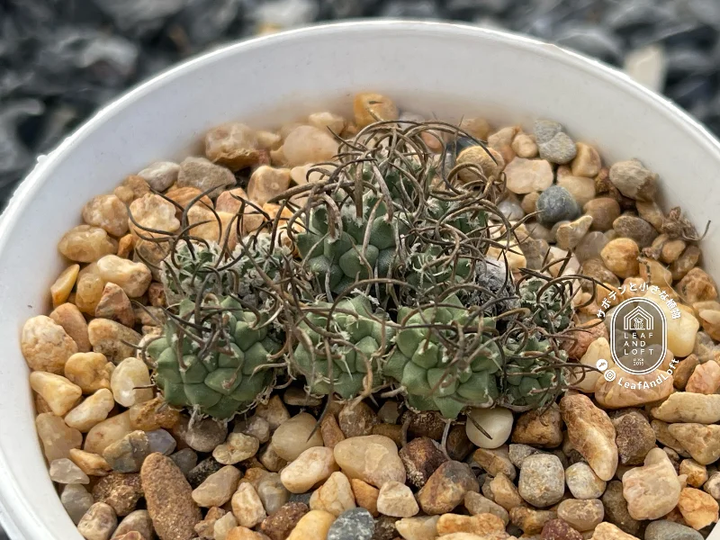 Turbinicarpus schwarzii (Black Thorns)