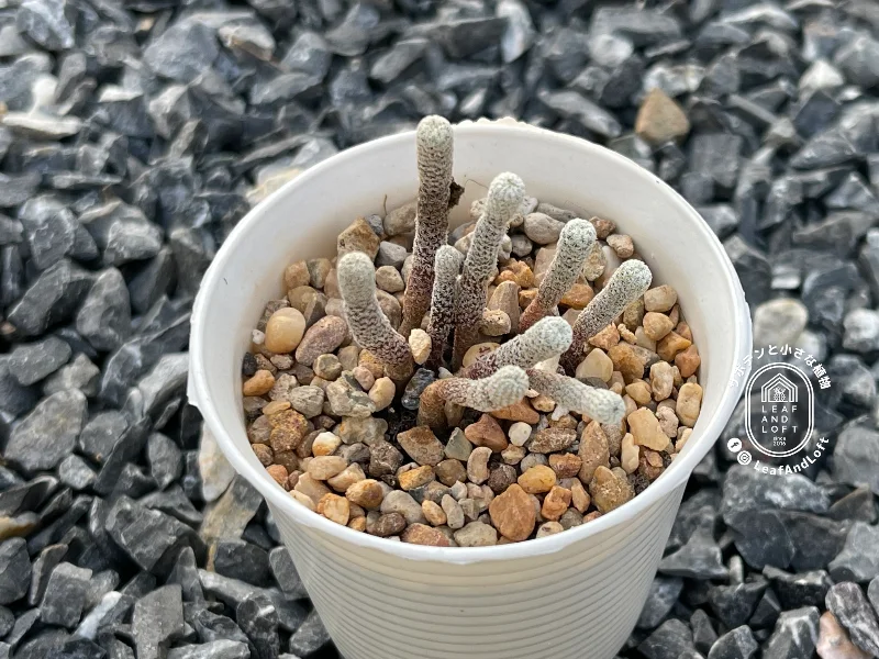 Turbinicarpus heliae RS&nbsp;504B