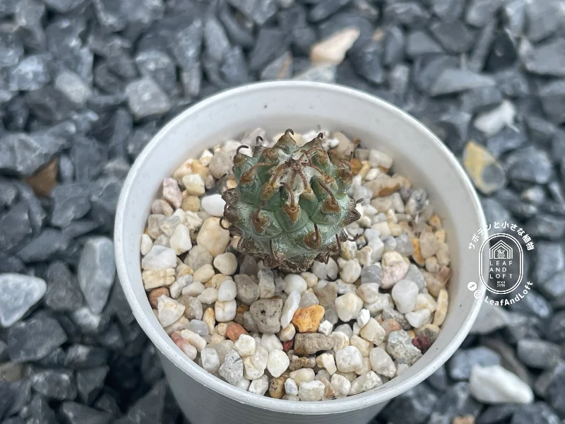 Turbinicarpus panarottoi