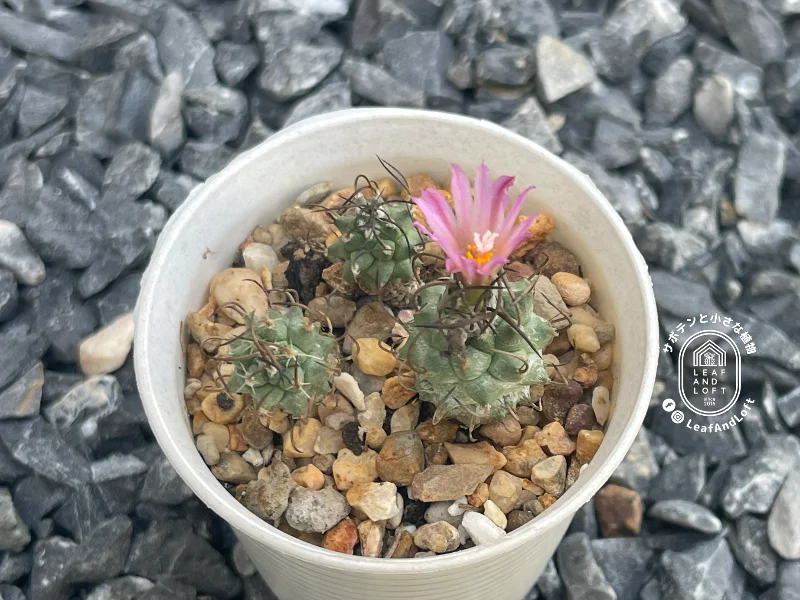 Turbinicarpus schwarzii v. rubriflorus