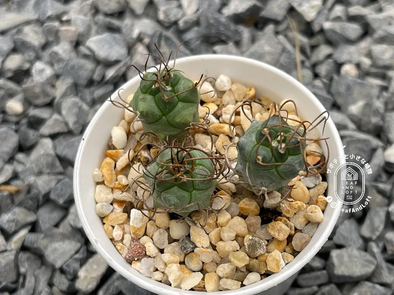 urbinicarpus macrochele v. frailensis KS&nbsp;093