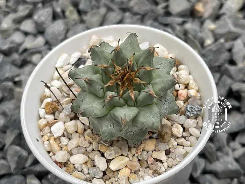 Turbinicarpus alonsoi