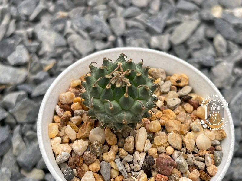 Turbinicarpus panarottoi MZ&nbsp;620