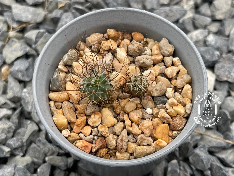 Turbinicarpus graminispinus VM&nbsp;817