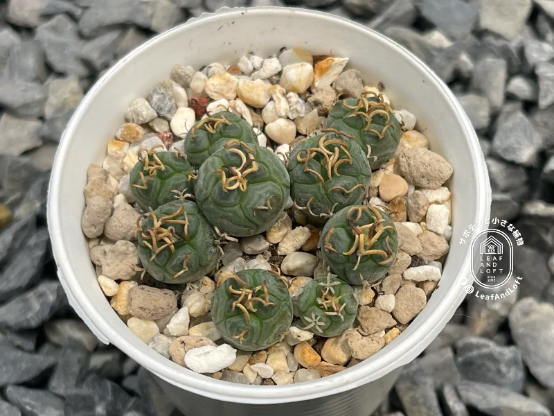 Turbinicarpus rioverdensis MZ&nbsp;340