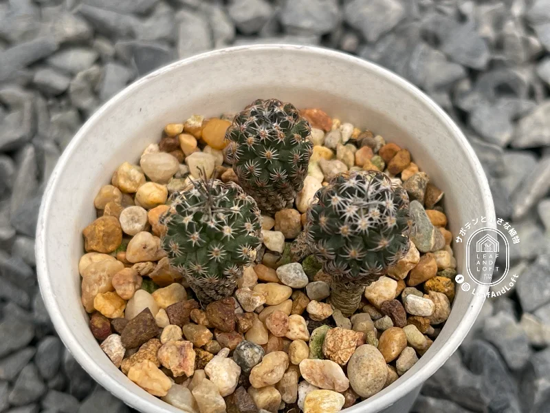Turbinicarpus gracilis