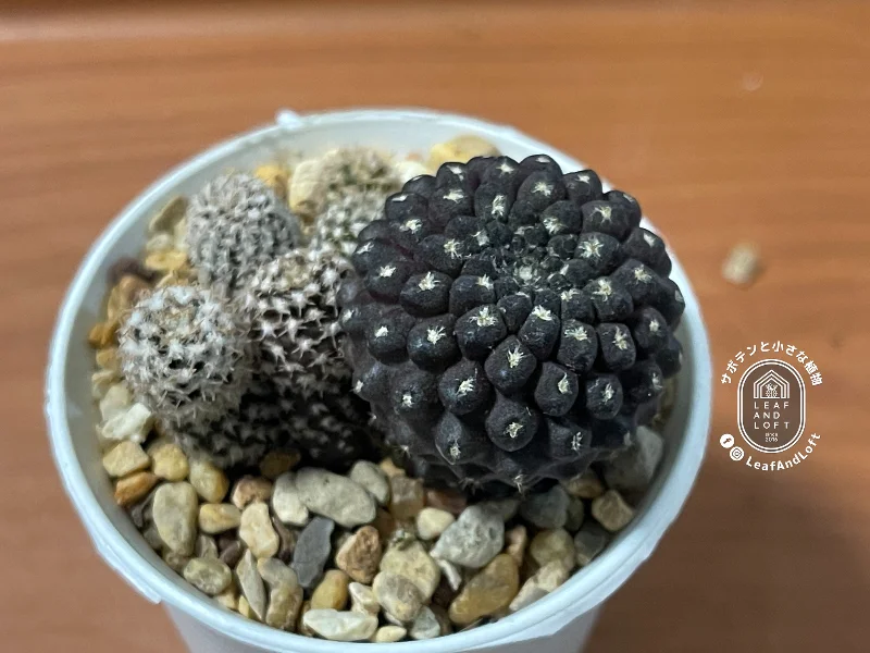 Thelocephala weisserii TH&nbsp;18