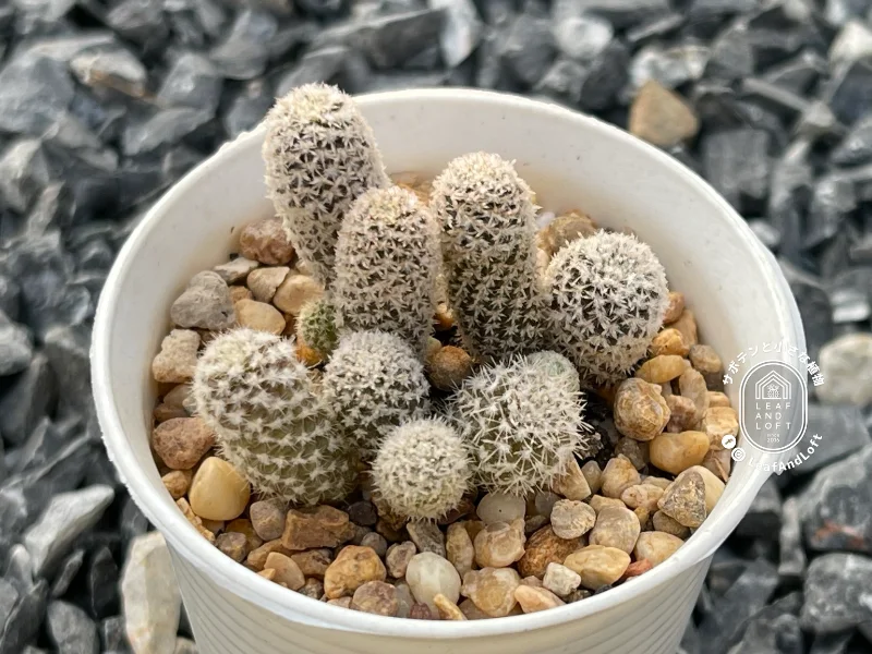 Thelocephala challensis