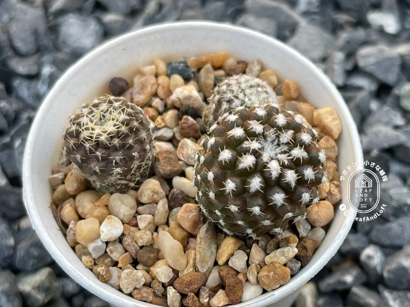 Thelocephala malleolata RS&nbsp;2327
