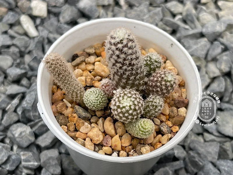Thelocephala challensis