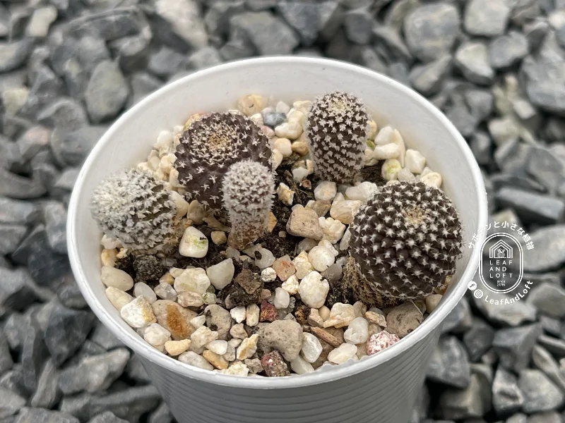Thelocephala odieri v. pajonalensis RS&nbsp;2320