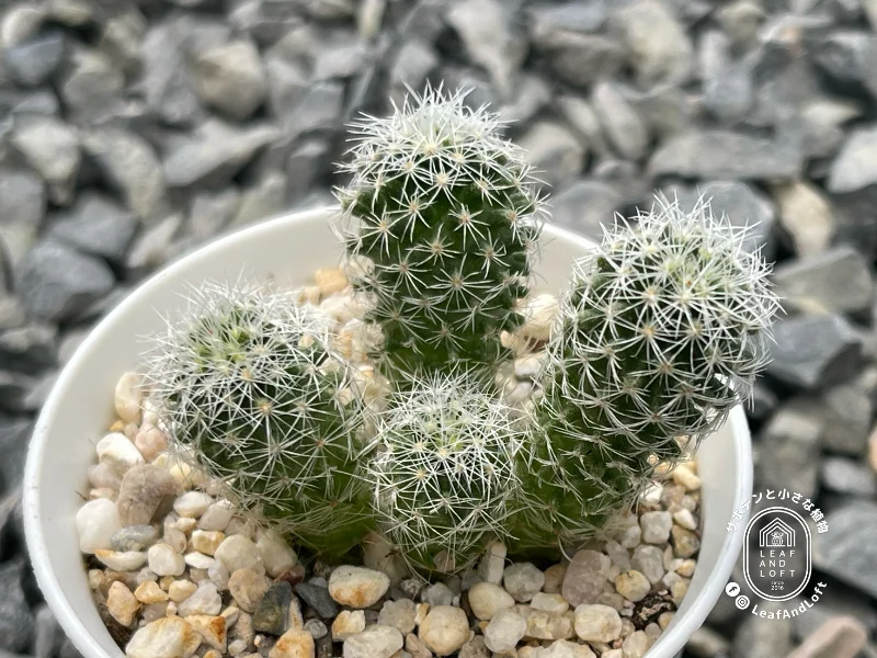 Thelocactus argenteus
