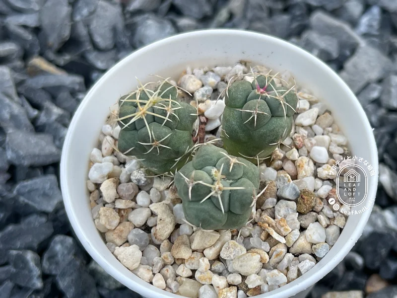 Thelocactus hexaedrophorus (JD)