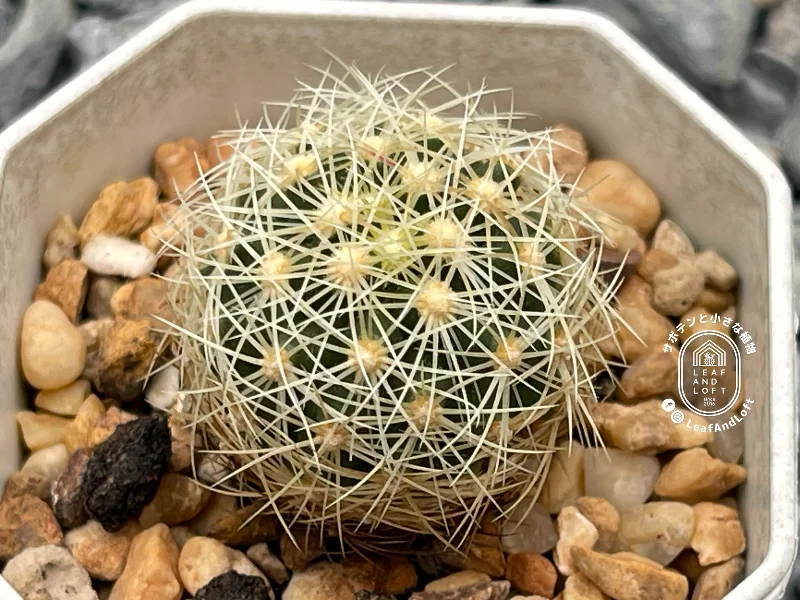 Thelocactus bicolor v. flavidispinus SB&nbsp;424