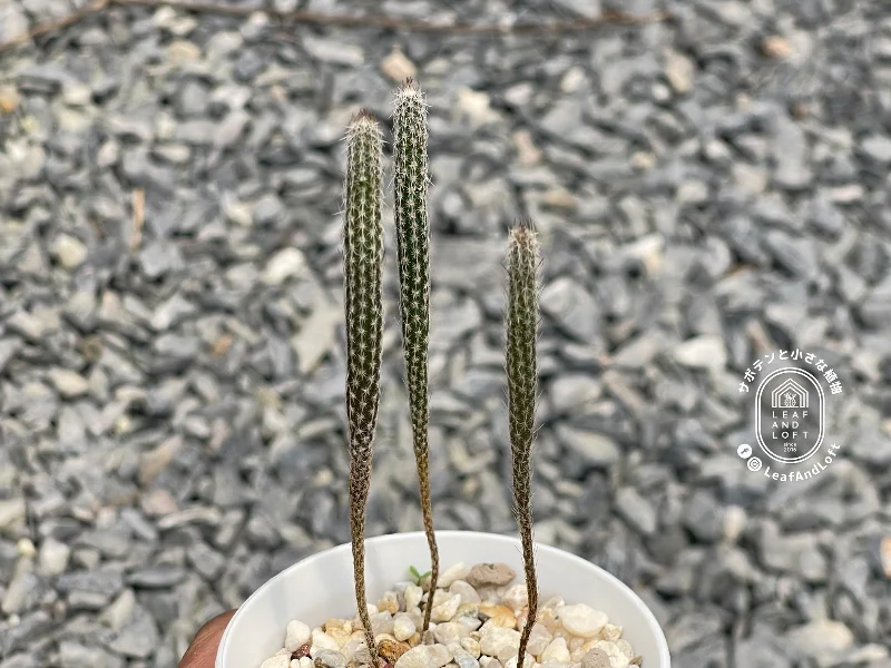 Wilcoxia poselgeri v. gerhardii